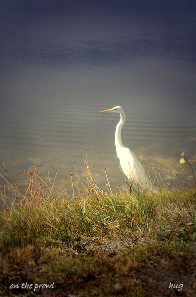 walt hug photo of bird