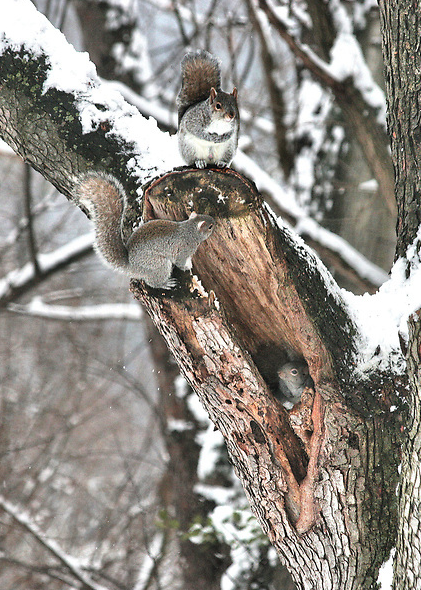 walthug.com squirrel photo